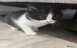 British Shorthair cats for sale: British shorthair kittens  - Image 4