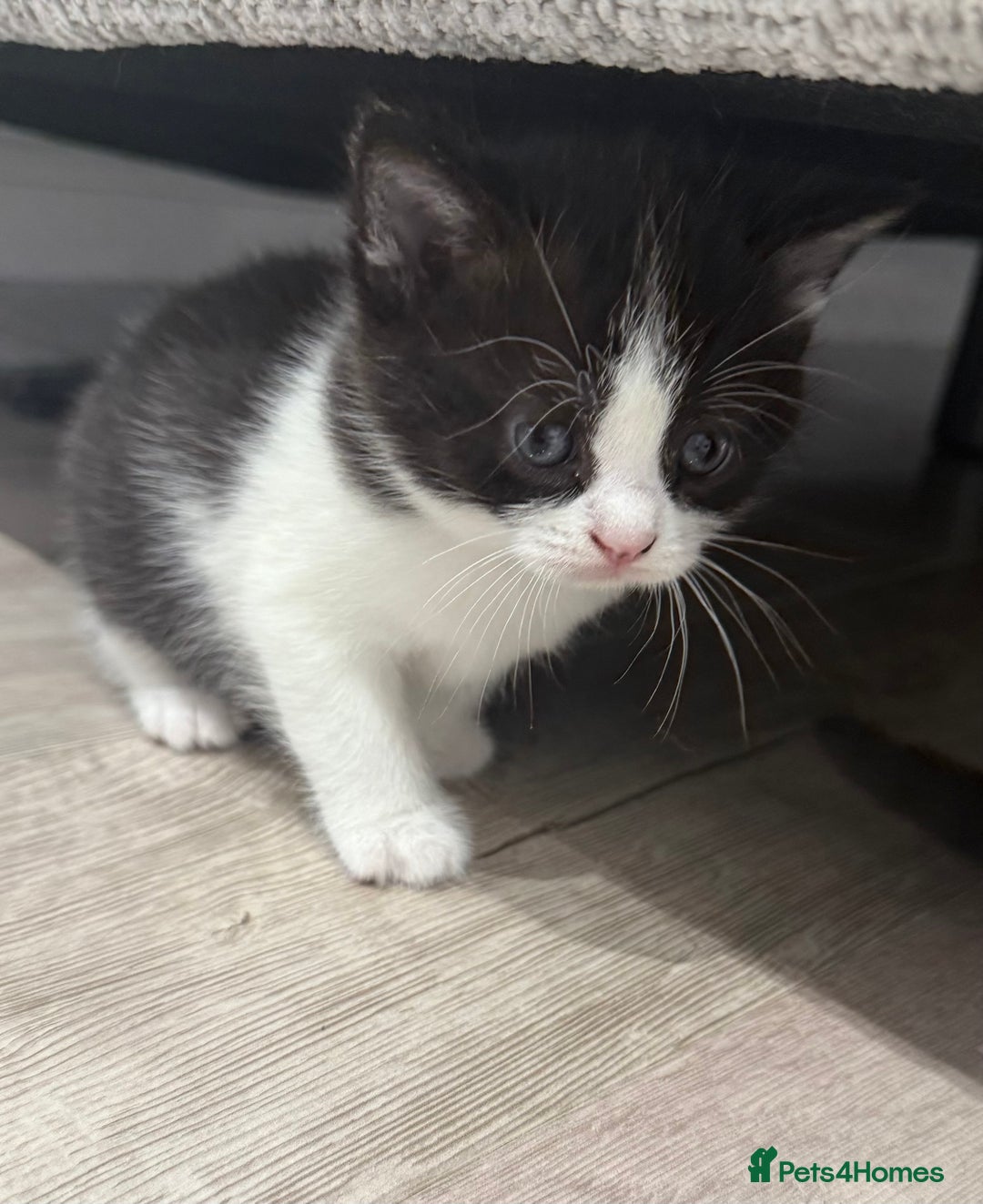 British Shorthair cats for sale: British shorthair kittens  - Image 4