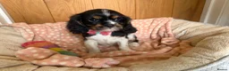 Cavalier King Charles Spaniel dogs for sale: Health Tested Cavalier King Charles Spaniels - Advert 3