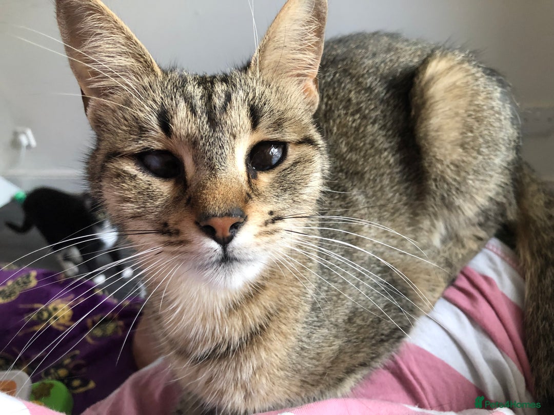 Domestic Shorthair cats for sale: Special Home Needed  - Image 2