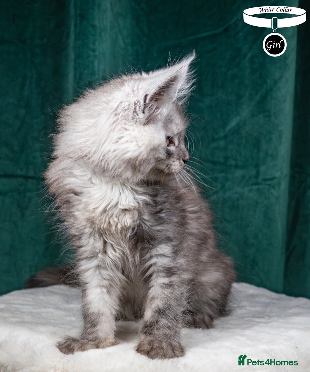 Maine Coon cats for sale: XL PEDIGREE TICA REGISTERED MAINE COON KITTENS - Advert 30