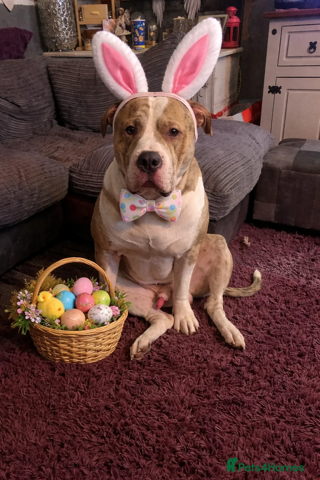 American Bulldog dogs for sale: American bulldog hybrid  in Birmingham - Advert 2