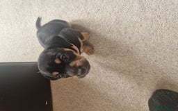 Mixed Breed dogs for sale: Jack russell x miniture dachshund pups in Porth - Image 9
