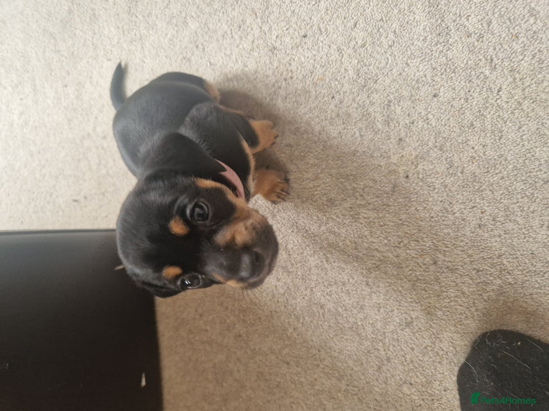 Mixed Breed dogs for sale: Jack russell x miniture dachshund pups in Porth - Image 9