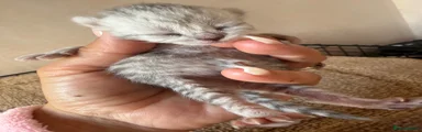 British Shorthair Kitten 1