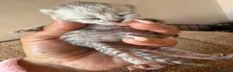 British Shorthair cats for sale: Silver snow British shorthair  - Advert 5