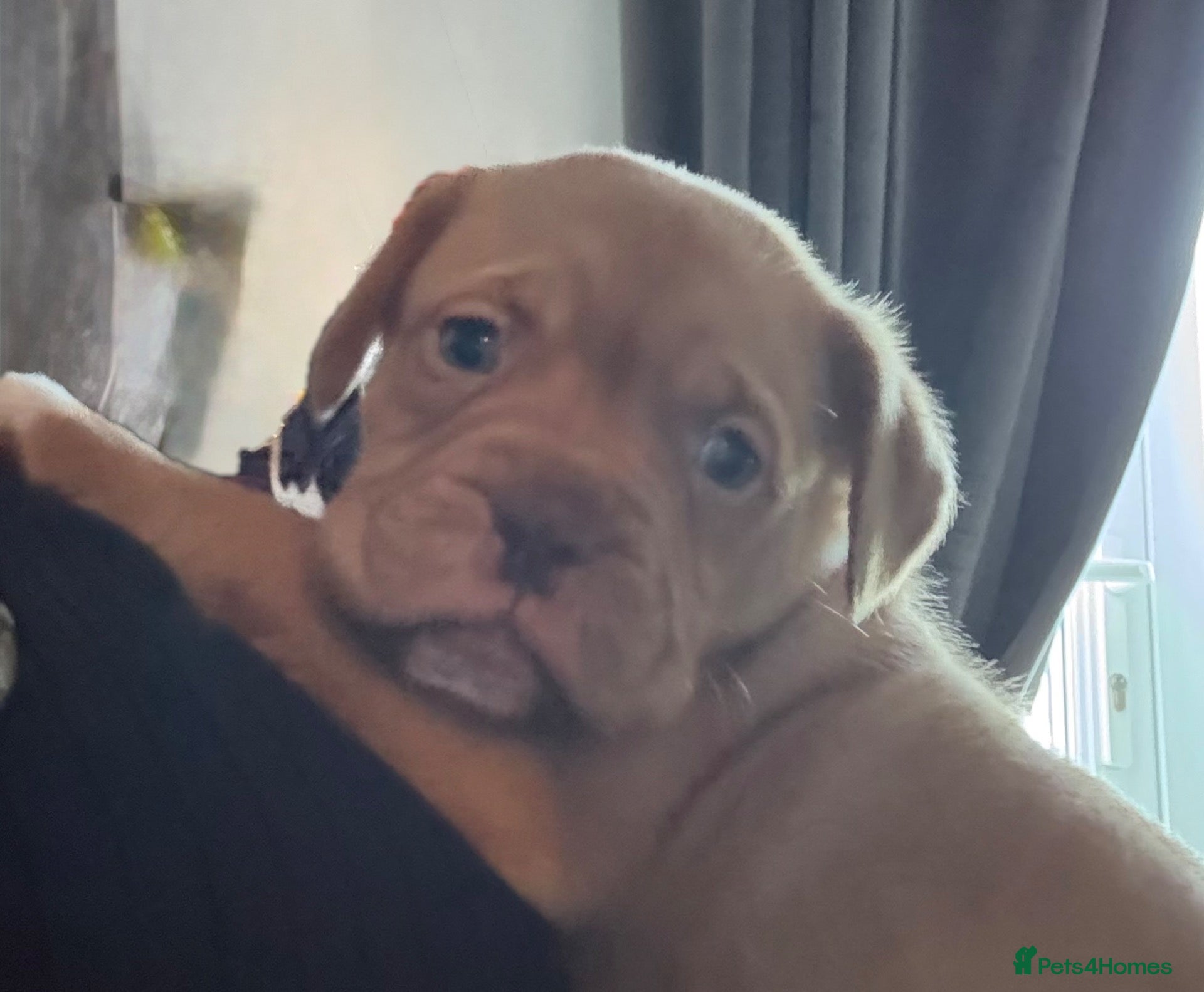 Dogue De Bordeaux dogs for sale: Dogue de Bordeaux  - Advert 5
