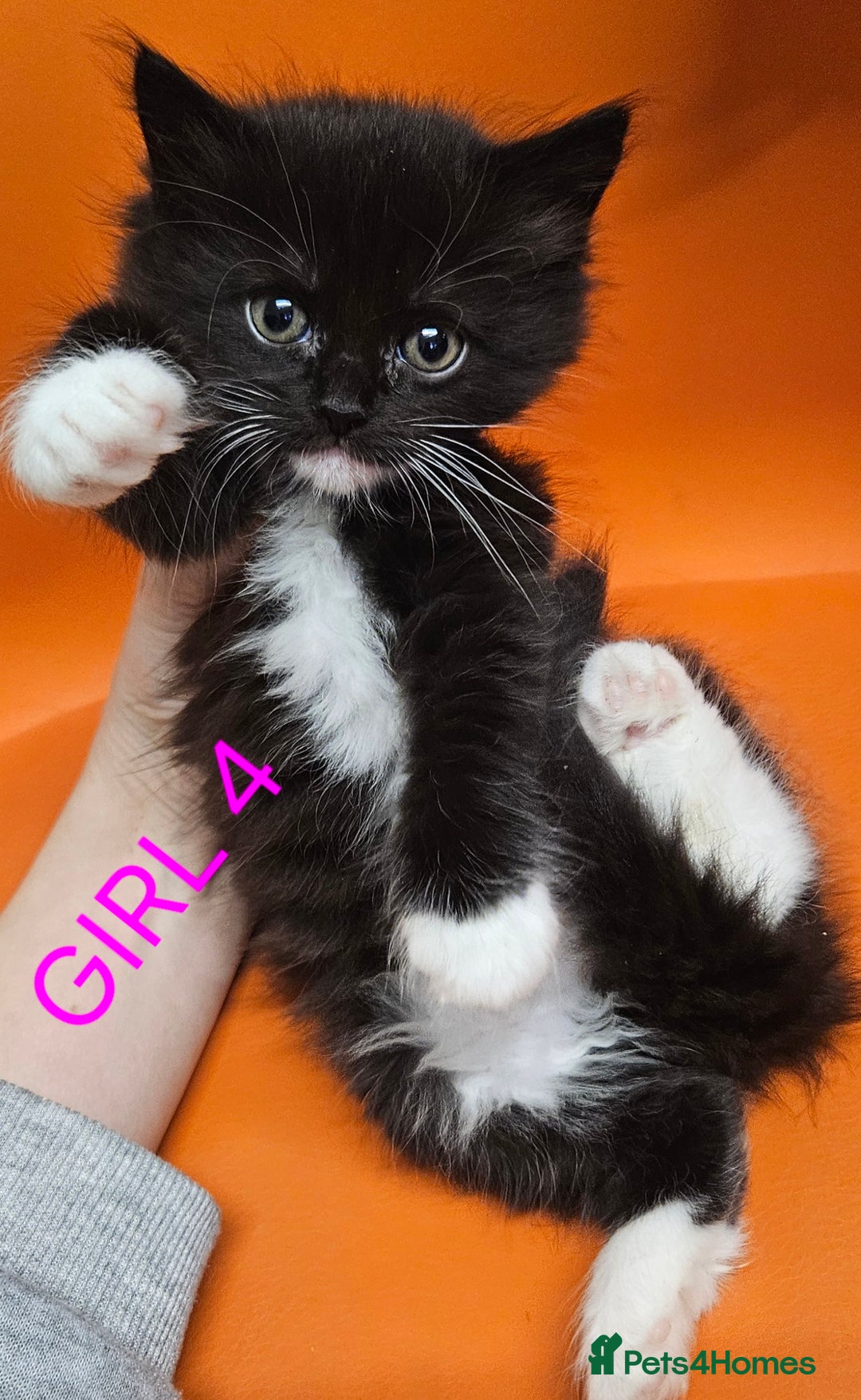 Mixed Breed cats for sale: Beautiful Kittens Looking for a Loving Home!! - Advert 4