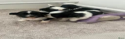 Shih Tzu dogs for sale: Imperial Shihtzu Puppies - Advert 16