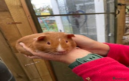 Guinea Pig rodents for sale: Stunning baby guinea pig  - Image 11
