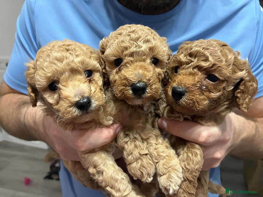 Poochon dogs for sale: STUNNING POOCHON - Image 5