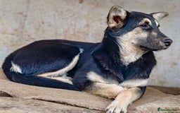German Shepherd dogs for adoption: Luna – Left to Freeze, But Still Held On - Image 7