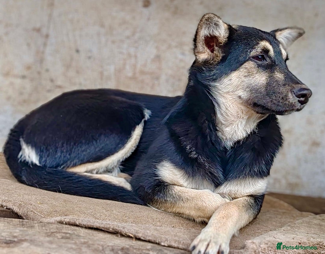 German Shepherd dogs for adoption: Luna – Left to Freeze, But Still Held On - Image 7
