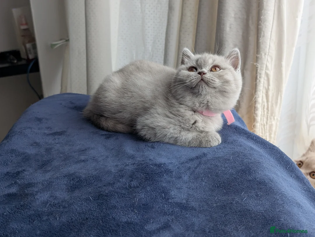 Scottish Fold cats for sale: Kitten is looking for new home 🏡 - Advert 7