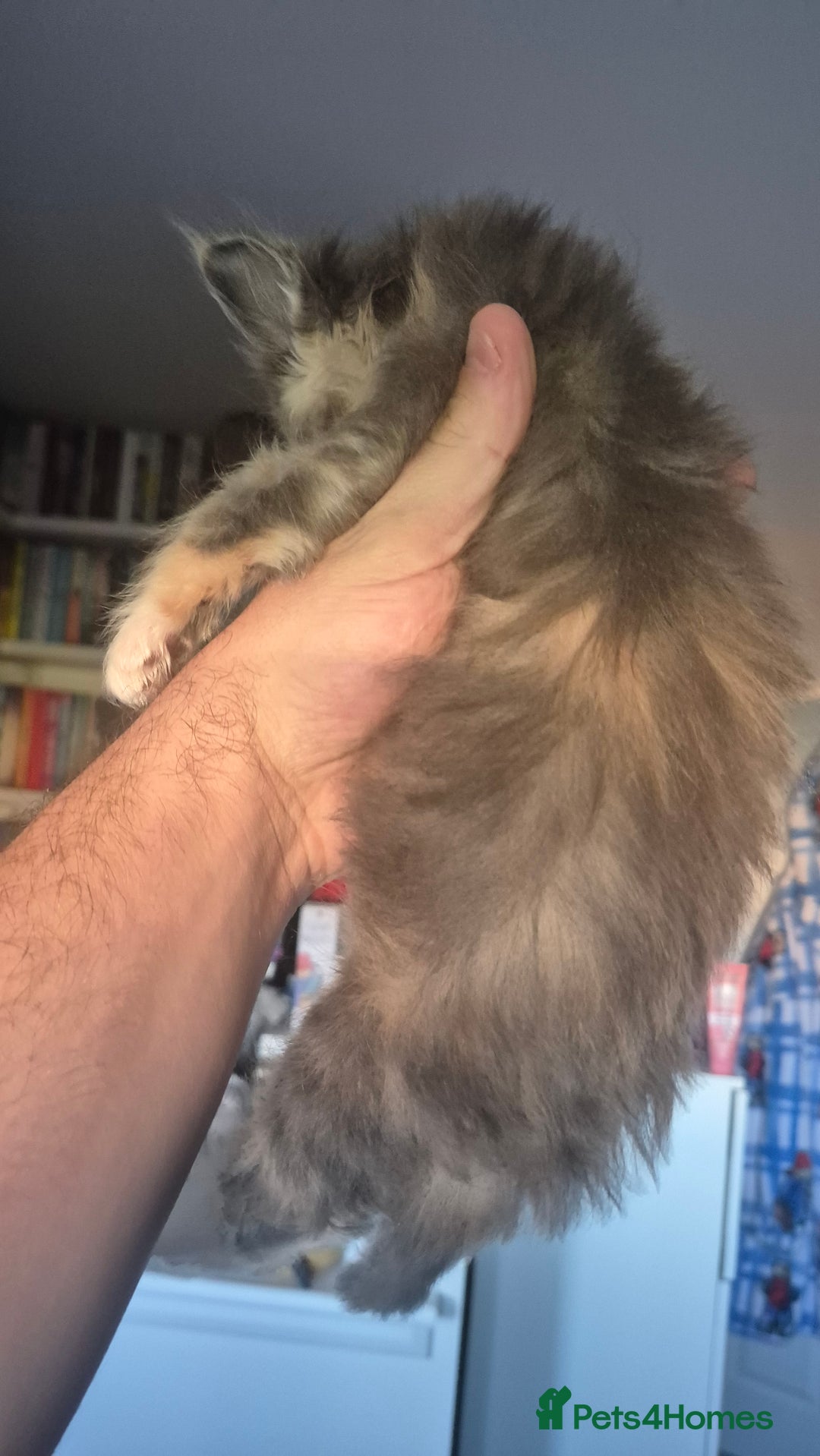 Mixed Breed cats for sale: 5 Beautiful Maine Coon/Ragdoll Kittens  - Advert 7
