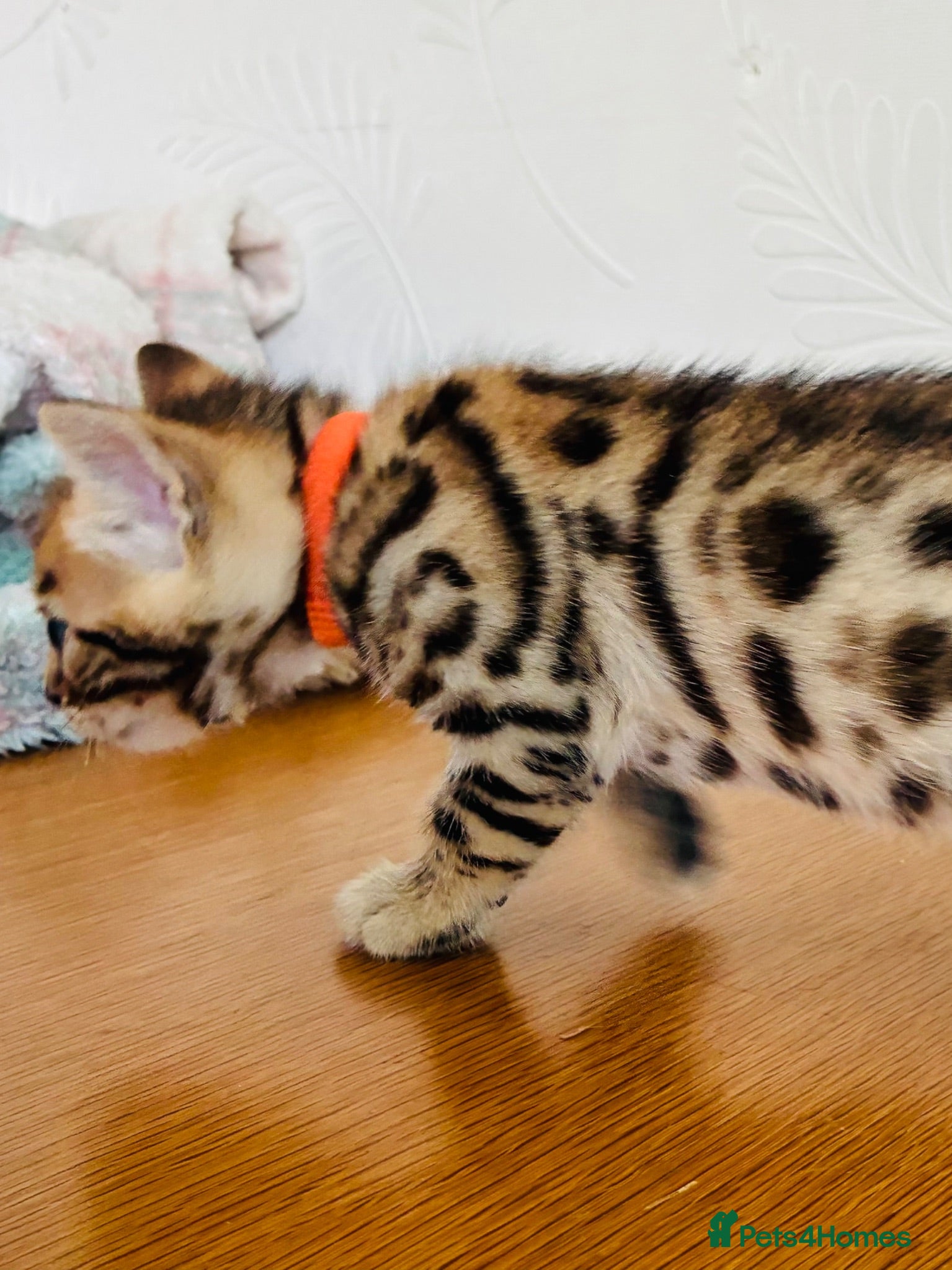 Bengal cats Stunning Bengal Kittens  - Advert 1