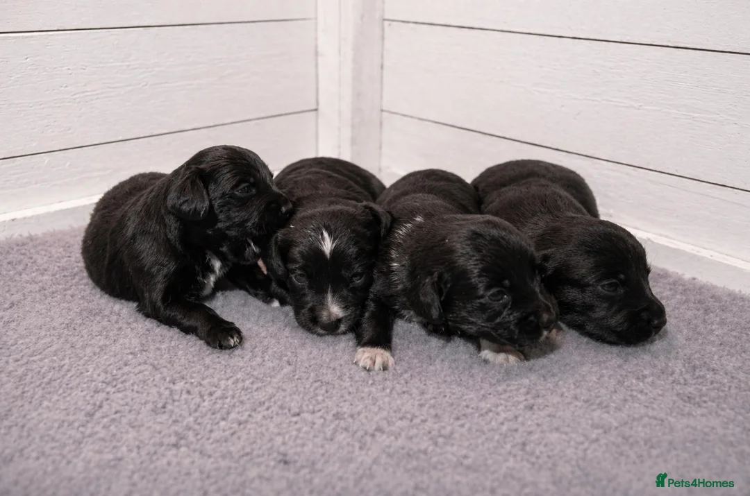 Mixed Breed dogs for sale: Border Collie X cocker spaniel pups - Advert 2