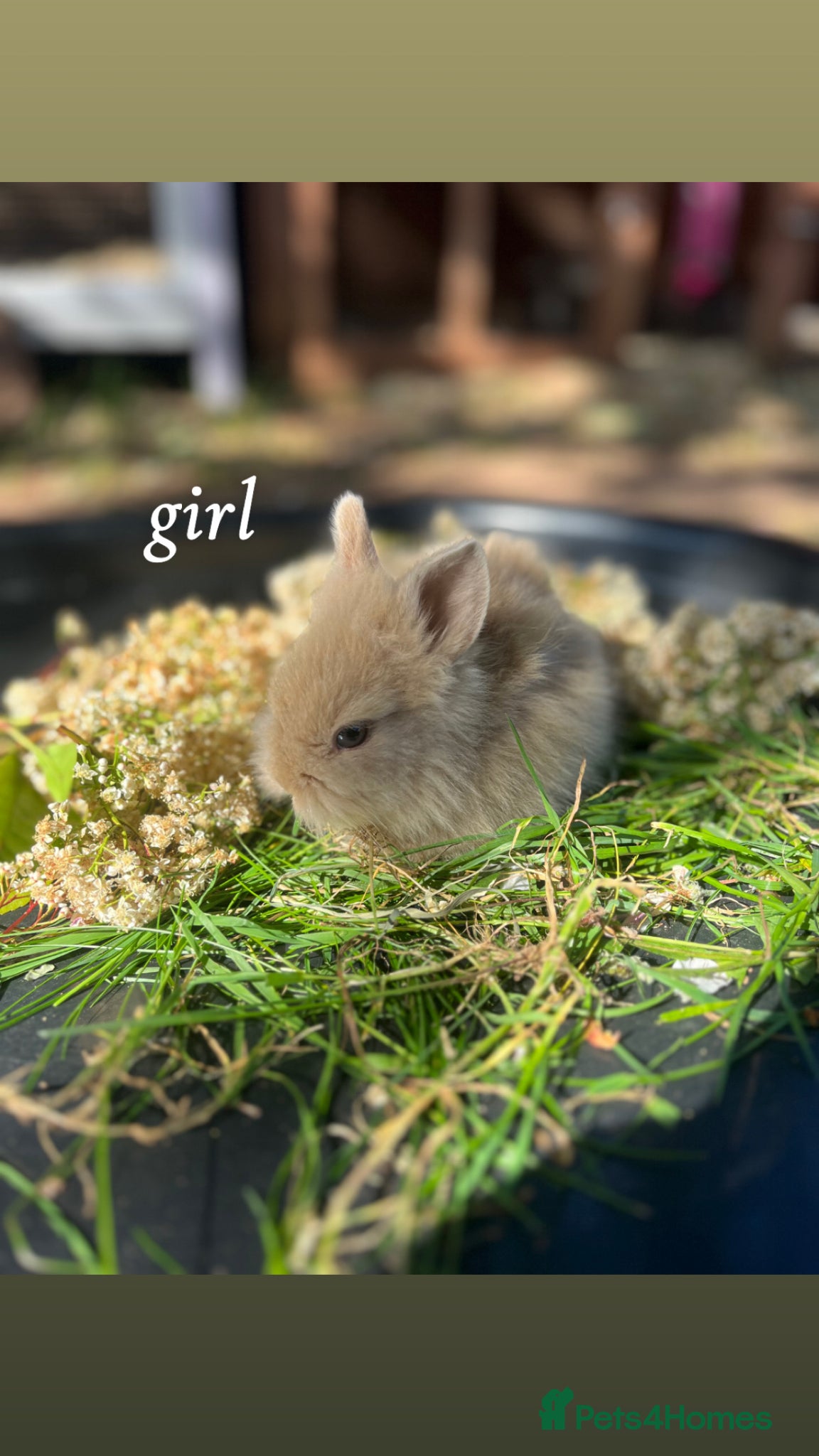Mini Lion Lop rabbits Lion lops for sale! - Advert 1