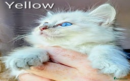 Ragdoll cats for sale: Stunning fluffy show quality ragdolls  - Image 5
