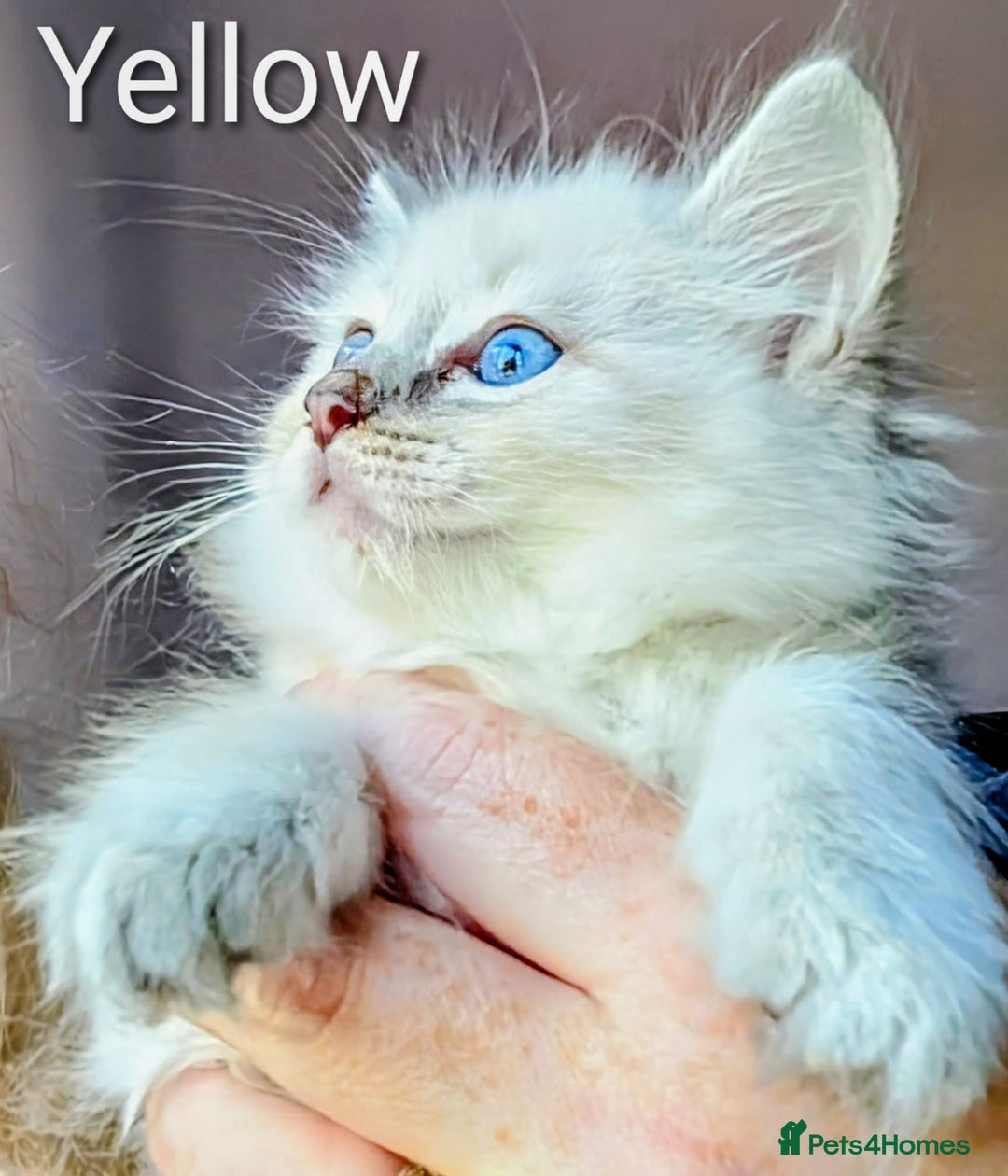 Ragdoll cats for sale: Stunning fluffy show quality ragdolls  - Image 5