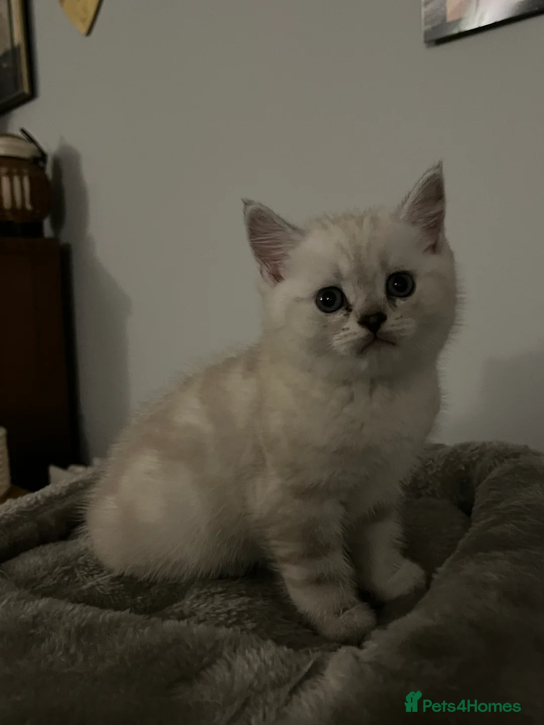 British Shorthair cats for sale: A beautiful kittens British shorthair  - Advert 16