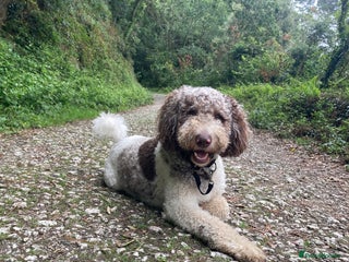 Goldendoodle dogs in Manchester - Advert 2