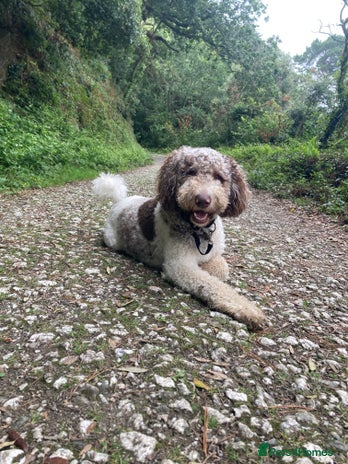 Goldendoodle dogs in Manchester - Advert 1