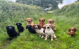 Mixed Breed dogs for adoption: Sika (Labrador/Pointer mix) - Image 12