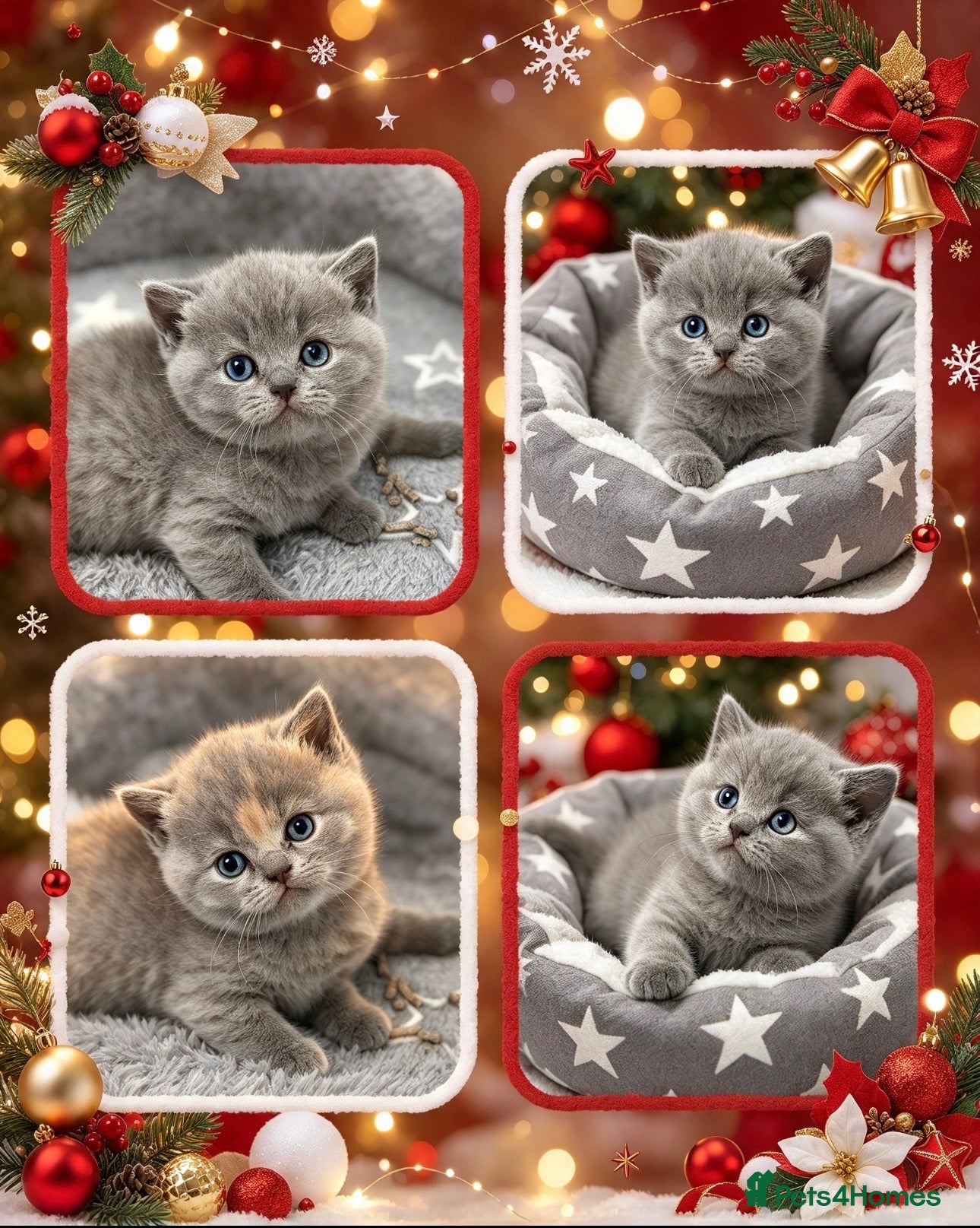British Shorthair cats for sale: Rare blue-cream British Shorthair kittens💖 - Advert 1