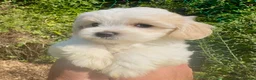 Maltipoo dogs for sale: Stunning Teddy Bear Toy Maltipoo Puppies  - Advert 29