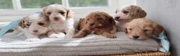Cavapoo dogs for sale: Health tested Cavapoo puppies.  - Advert 17