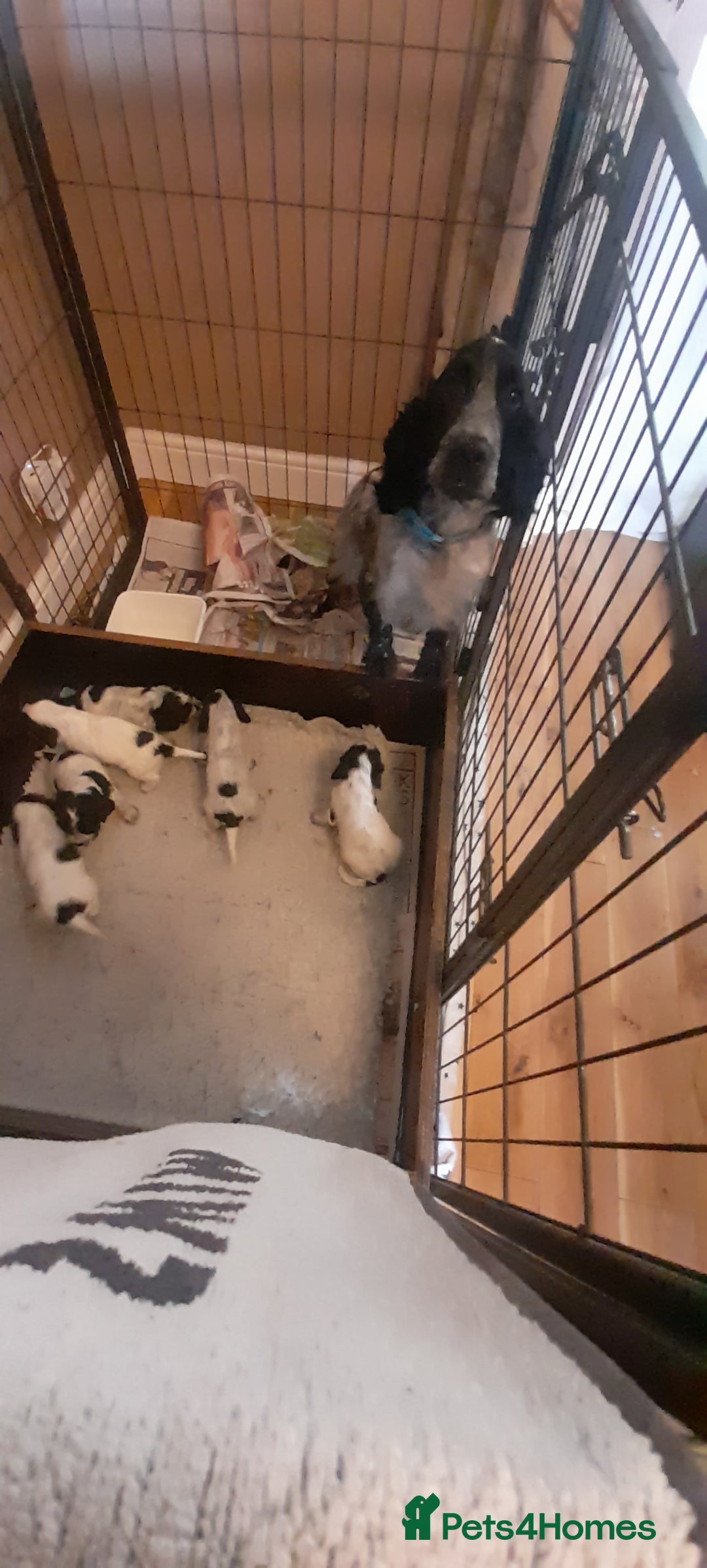Cocker Spaniel dogs for sale: Show type Cocker Spaniel Pups for sale - Image 4