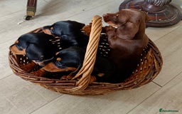 Miniature Dachshund dogs for sale: REDUCED. KC:reg Two Boys Smooth  - Image 4