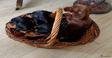Miniature Dachshund dogs - Advert 7