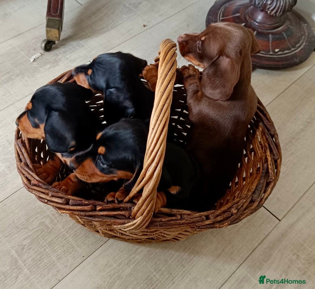 Miniature Dachshund dogs for sale: REDUCED. KC:reg Two Boys Smooth  - Image 4