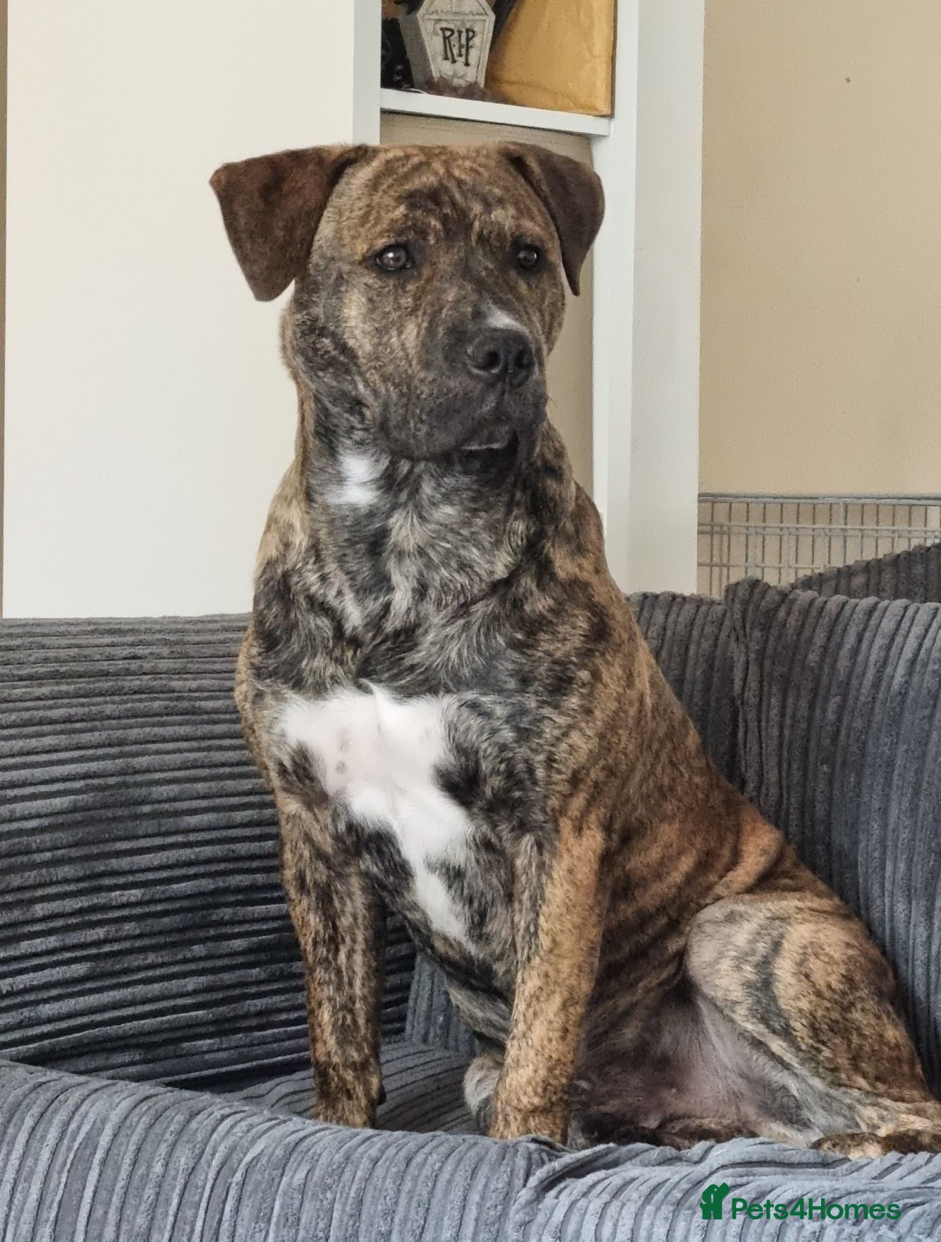 Mixed Breed dogs Rehoming Beautiful Bullmastiff  - Advert 1
