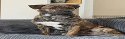 Mixed Breed dogs for sale: Rehoming Beautiful Bullmastiff  - Advert 1