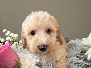 Cavapoo dogs DNA health tested miniature Cavapoos 🩷 - Advert 5