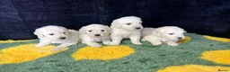 Goldendoodle dogs for sale: Beautiful f1 goldendoodle puppies  - Advert 9