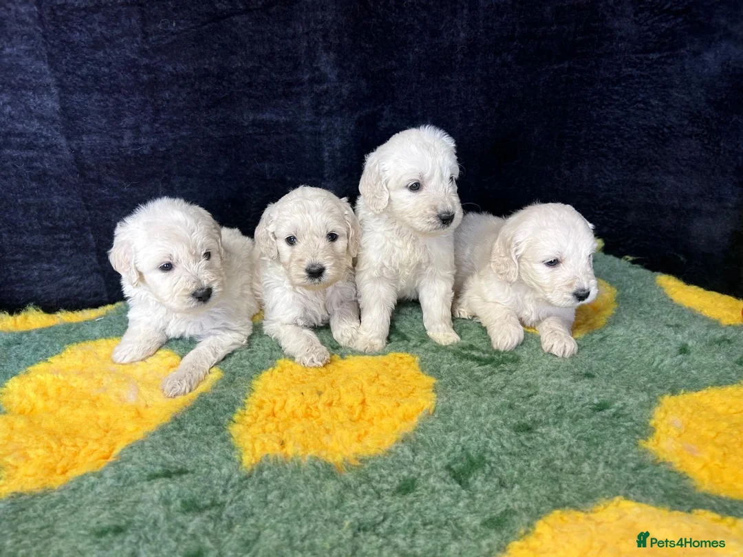 Goldendoodle dogs for sale: Beautiful f1 goldendoodle puppies  - Advert 9
