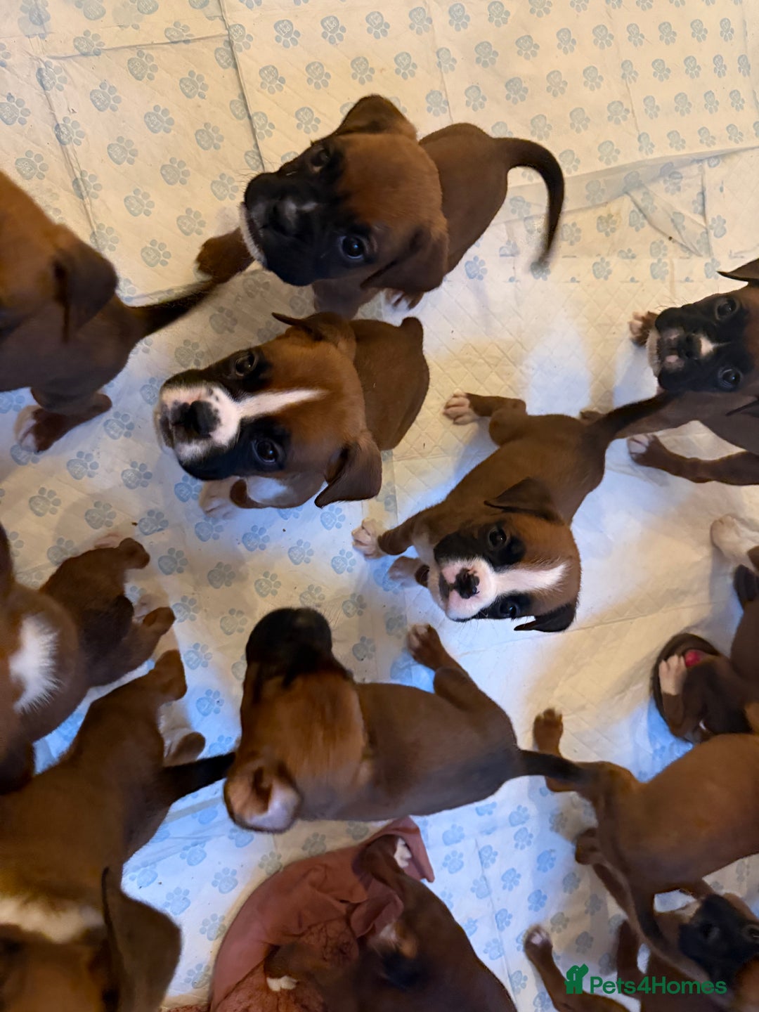 Boxer dogs for sale: Flashy boxer/red - natural bob tail/tail  - Image 8