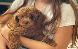 Toy Poodle dogs for sale: Pocket-Sized Love&Personality: Meet Our Toy Poodle - Image 1
