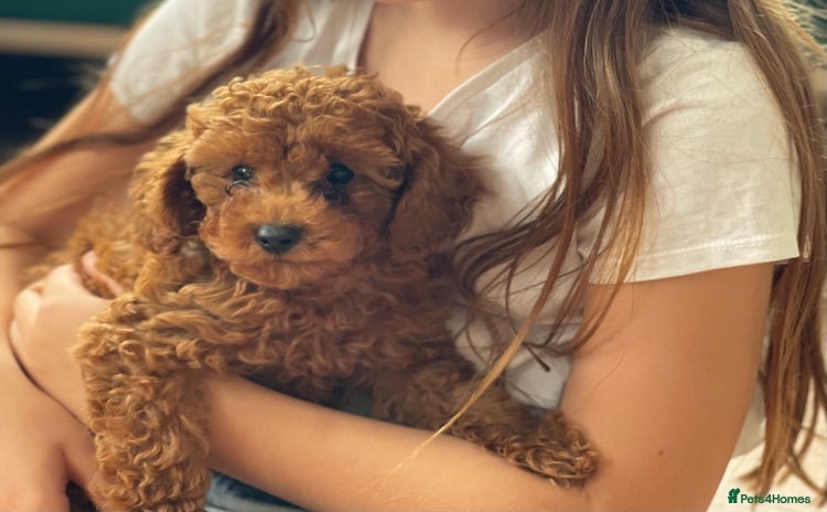 Toy Poodle dogs - Advert 3