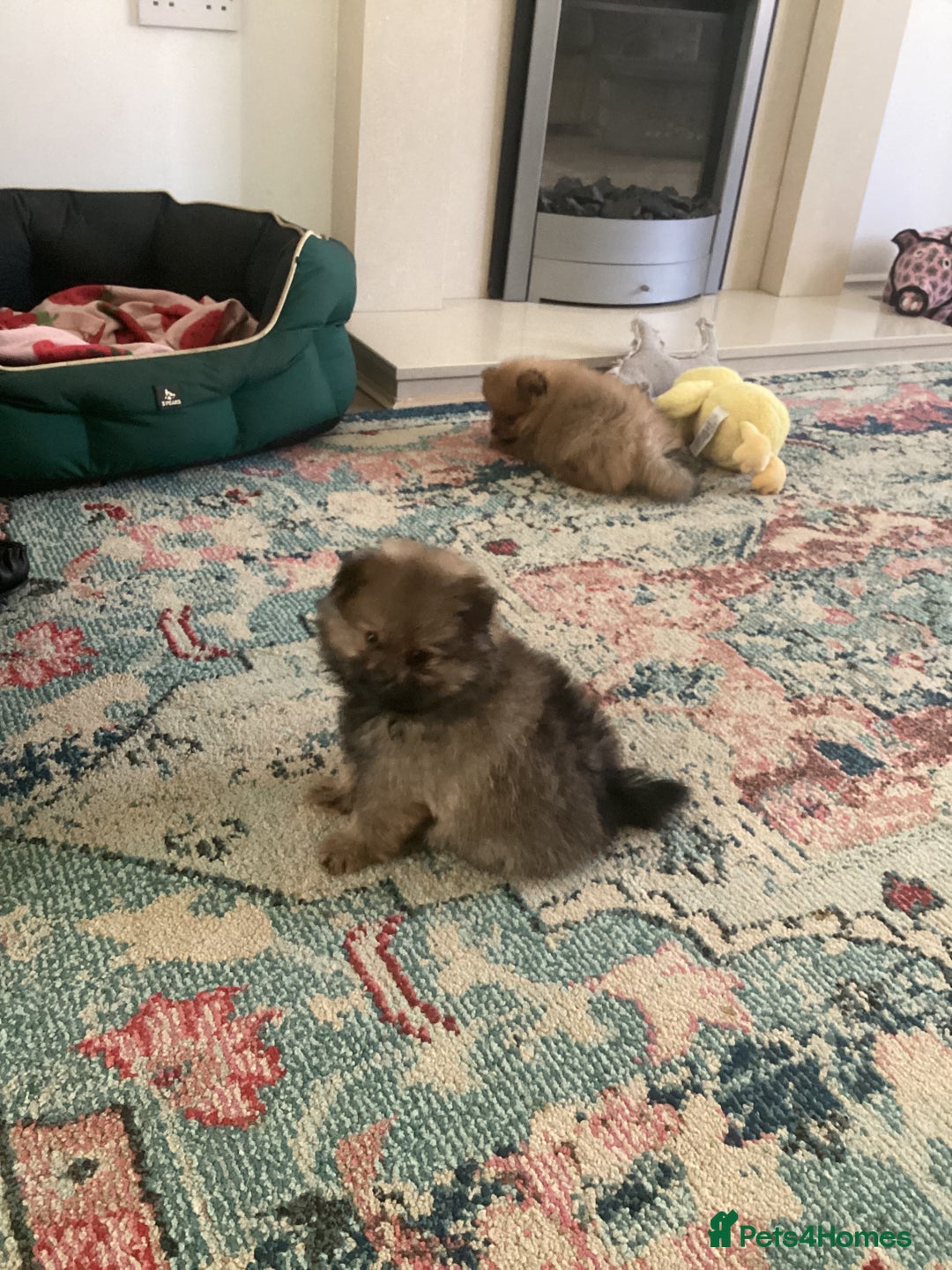 Pomeranian dogs for sale: READY NOW! kc reg STUNNING Pomeranian puppies  - Image 25
