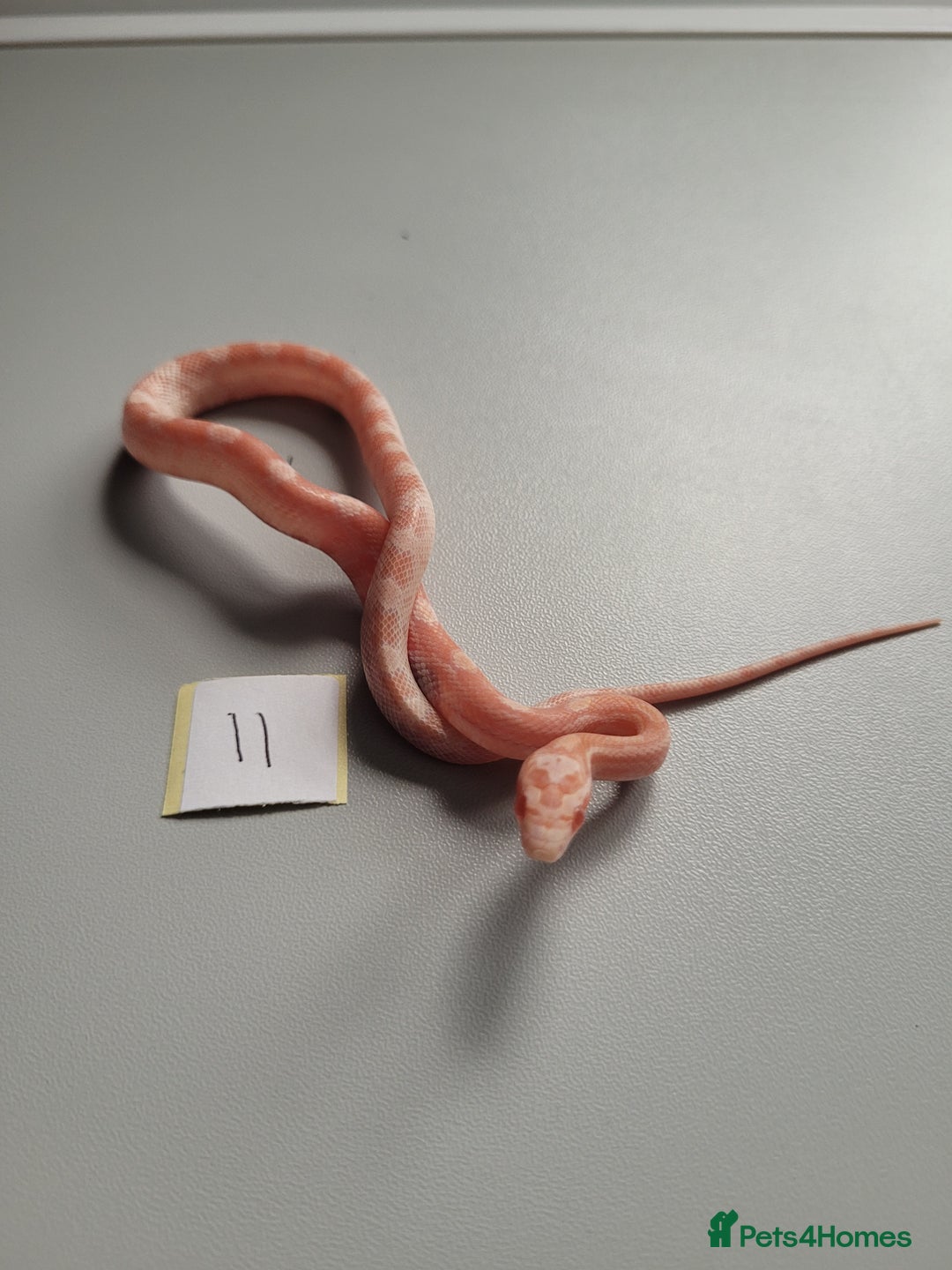 Corn Snake reptiles for sale: 6 week old baby corn snakes - Image 15
