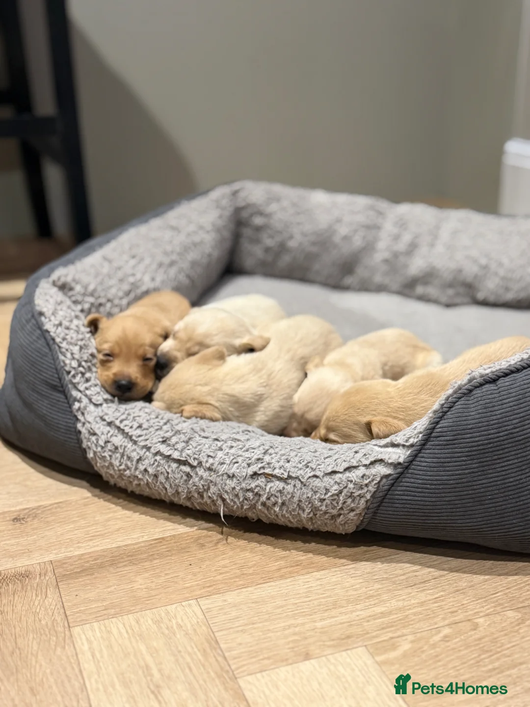 Labrador Retriever dogs for sale: Fox Red and Yellow Labrador Retrievers in Frizington - Advert 1