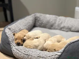 Labrador Retriever dogs Fox Red and Yellow Labrador Retrievers - Advert 2