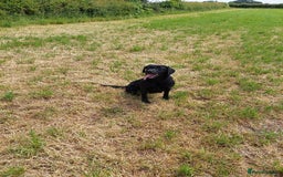 Labrador Retriever dogs for sale: RUBY Black Strong lab bitch  - Image 5