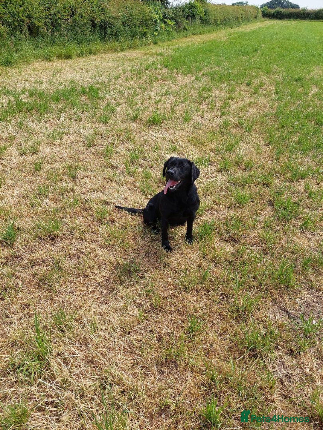 Labrador Retriever dogs for sale: RUBY Black Strong lab bitch  - Image 5