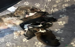 Shih Tzu dogs for sale: Beautiful shih Tzu puppies for sale  - Image 4